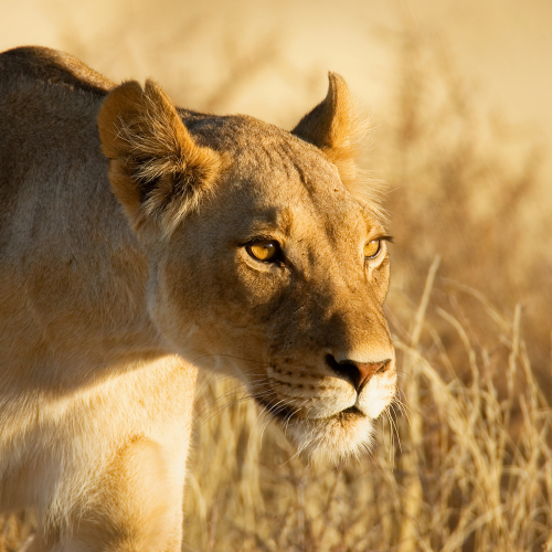 Animals in South Africa Kalahari desert 