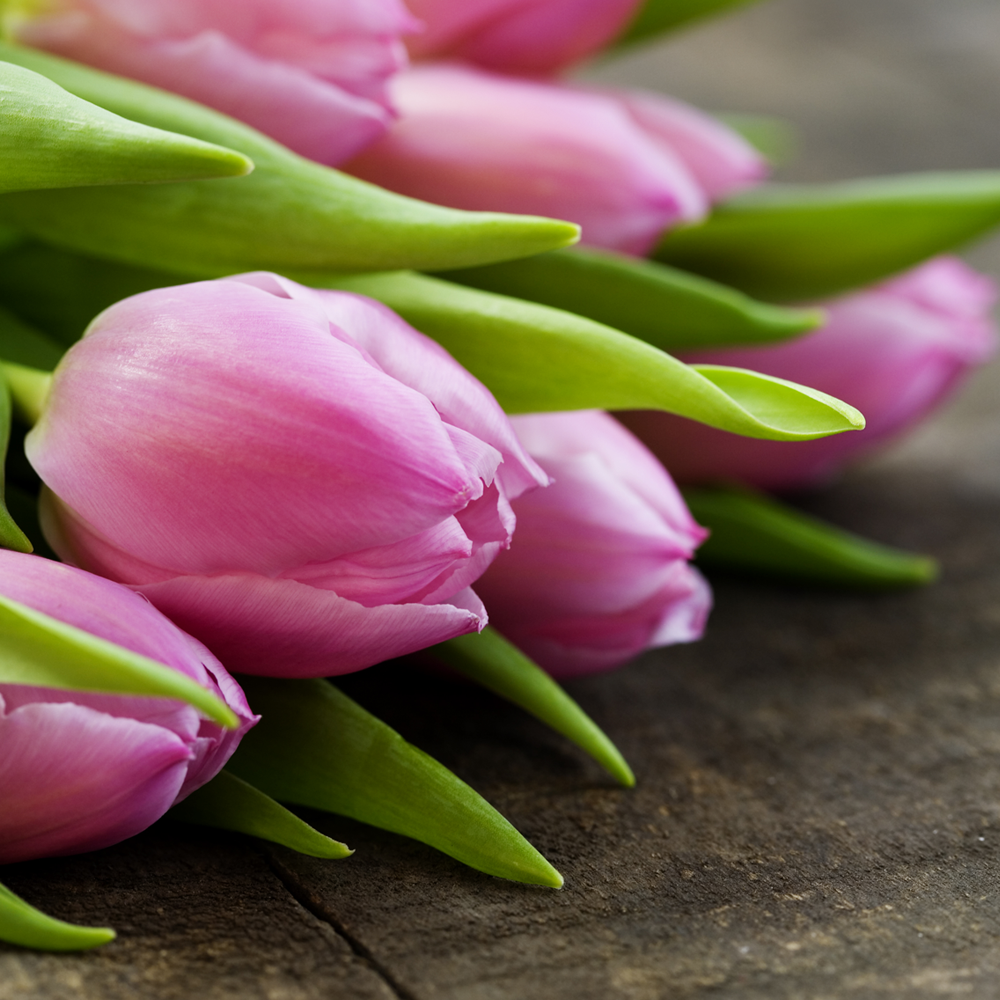 Что значат розовые тюльпаны. Тюльпан Камелия. Пионообразные тюльпаны. Тюльпан апдейт. Букет 15 розовых тюльпанов.