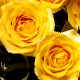 Bouquet of yellow roses 