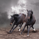Horse stallion run gallop in dust desert 